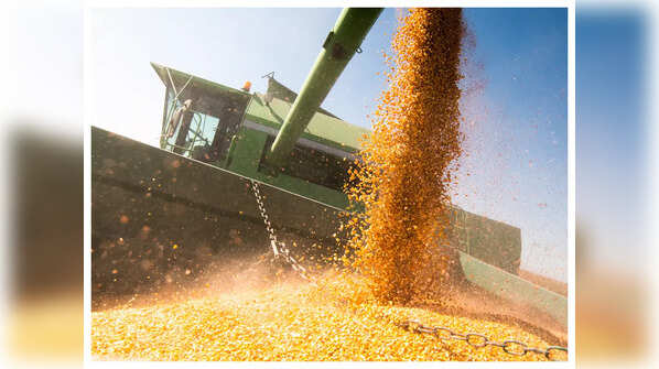 Side effects of consuming maize cob