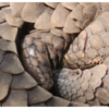 Article image for: Odisha: STF rescues Pangolin, 2 wildlife smugglers held in <i class="tbold">koraput</i>