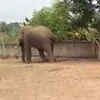 elephant in school