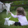 Animal love