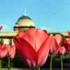 Mughal Gardens
