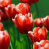 Tulip