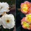 Article image for: Varieties of roses