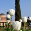 Mughal Gardens
