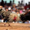 Traditional fight