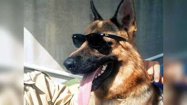Gunther IV