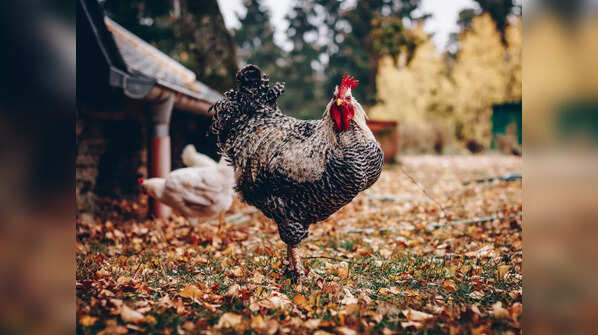 Richest PETS in the world