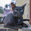Blackie