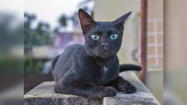 Blackie