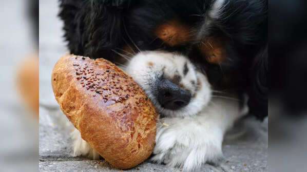 Never give these food items as treats to your DOGS