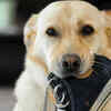 Labs are very fast!
