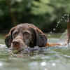They were originally fish hunters