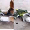 Article image for: How a <i class="tbold">frog</i> dominates a dog