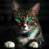 Cats have nine lives
