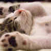 Cats drink only milk
