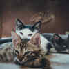 Avoid cats if you are pregnant