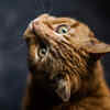 A cat purrs when it is happy
