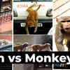 Article image for: Keeping monkeys away from the PMO, opposition and <i class="tbold">defence ministry</i>