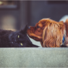 Compassion for pets