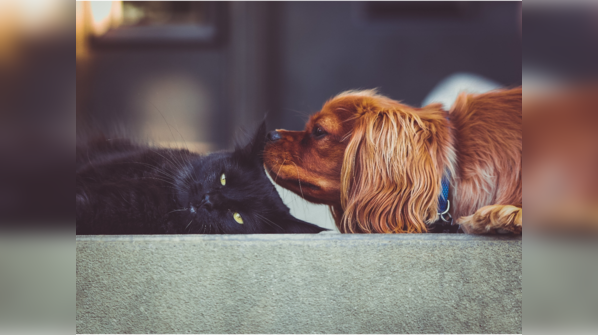 Compassion for pets