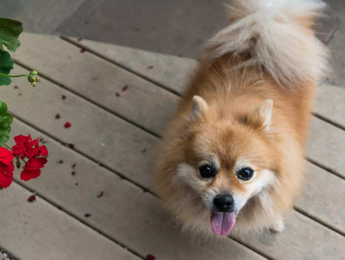 9 fun facts about Pomeranian dogs | The Times of India