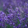 Use flowers