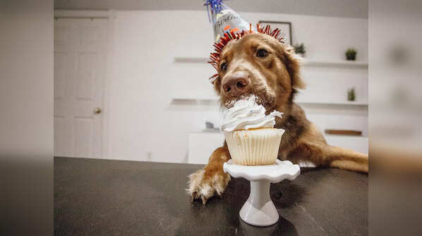Here is a detailed guide to your dog's nutrition