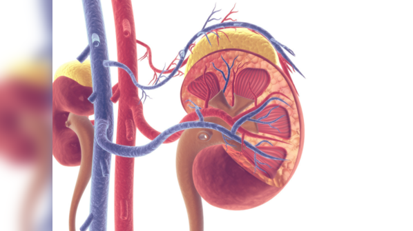 What are kidney diseases?