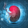 ​How do the kidneys regulate the human body?