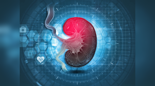 How do the kidneys regulate the human body?