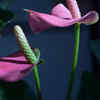 Anthurium