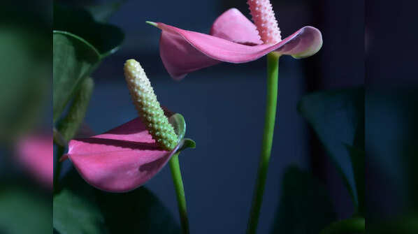 Anthurium