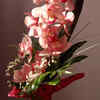 Orchids