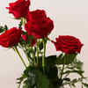 Miniature roses