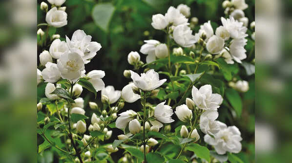 Jasmine