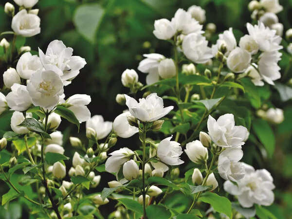 Jasmin