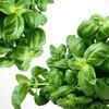 Article image for: <i class="tbold">basil</i>