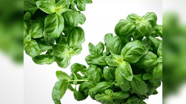 Basil