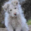 Xiasi dog