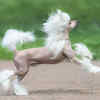 Chinese crested dog