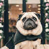 Pugs