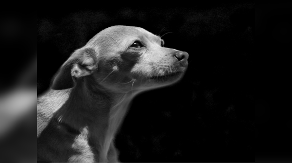 Why health check-ups for your dog are important?