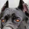 Article image for: <i class="tbold">cane corso</i>