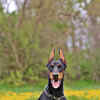 Scary dogs discount