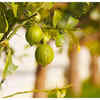 ​Rough Lemon
