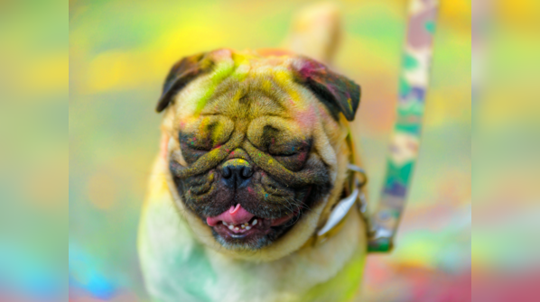 How can you make Holi safe for your furry friends?