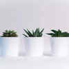 Plants galore