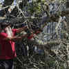 A man clear branches on a property south of Elgin
