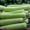 Article image for: <i class="tbold">bottle gourd</i>