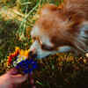 Work on their sense of smell